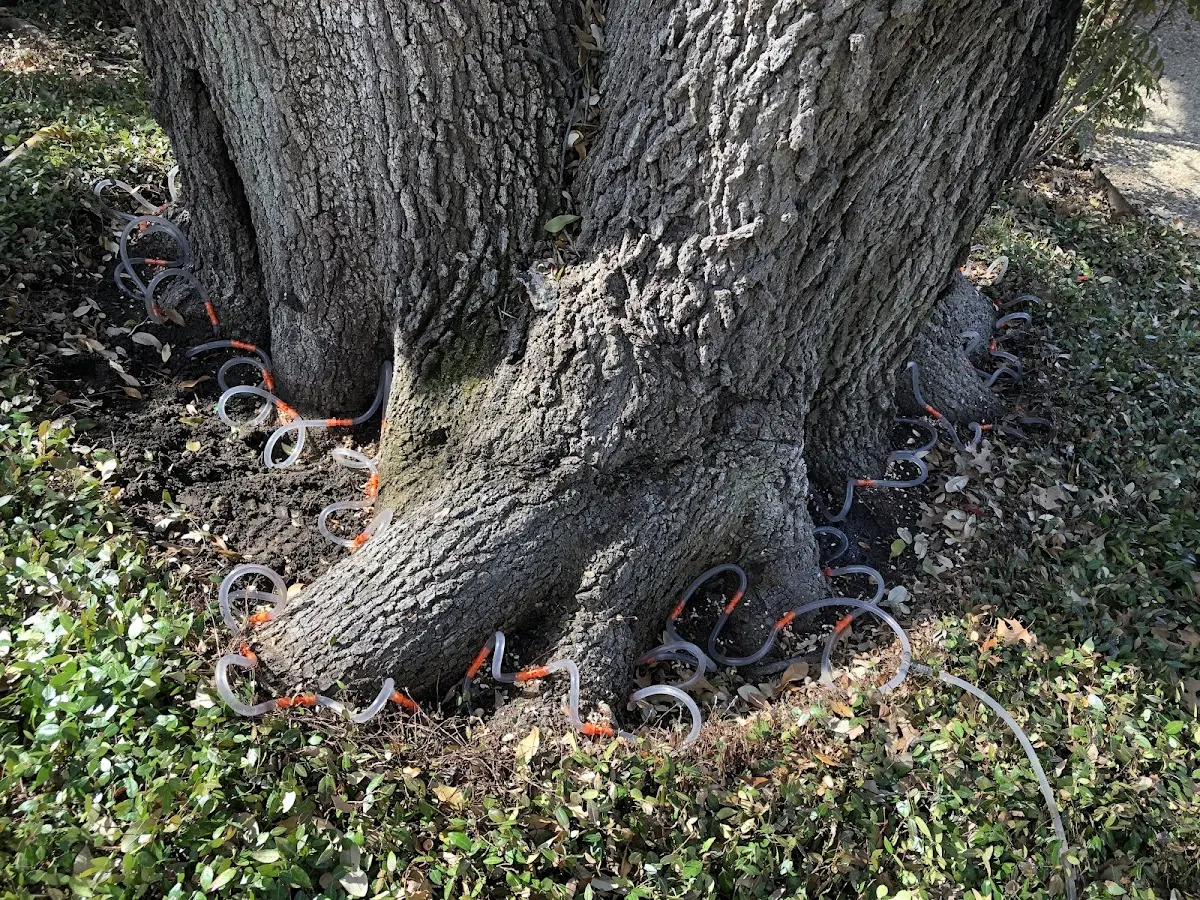 Detailed Tree Cabling and Bracing job site in Red Level